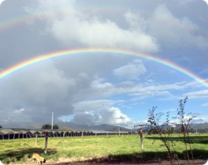 rainbow_farm